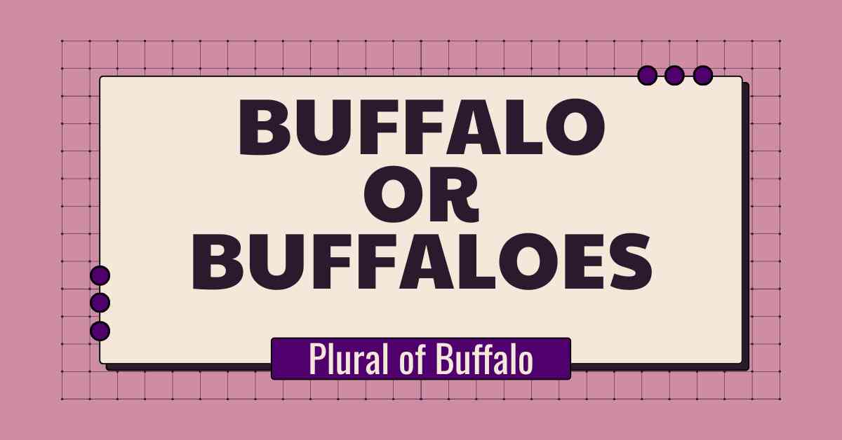 Buffalo or Buffaloes