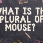 What is the Plural of Mouse