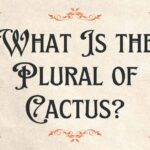 What Is the Plural of Cactus