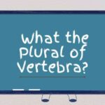 what the Plural of Vertebra