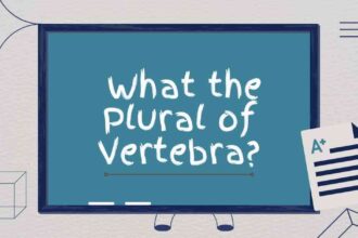 what the Plural of Vertebra