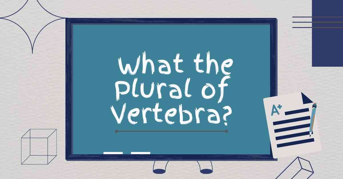 what the Plural of Vertebra