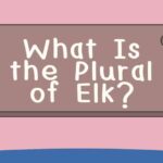 What Is the Plural of Elk