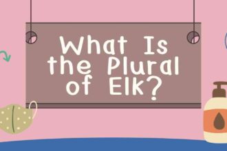 What Is the Plural of Elk