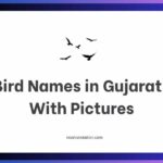 Bird Names in Gujarati