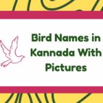 Bird Names in Kannada