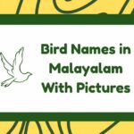Bird Names in Malayalam