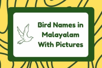 Bird Names in Malayalam