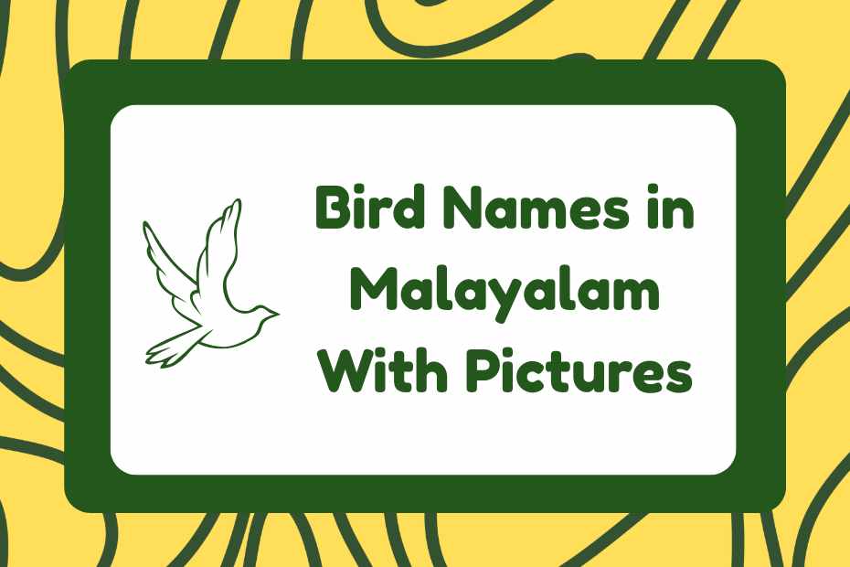 Bird Names in Malayalam
