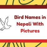 Bird Names in Nepali