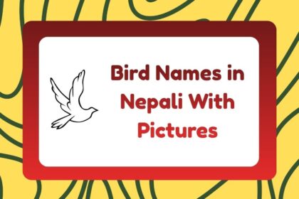 Bird Names in Nepali