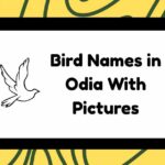 Bird Names in Odia