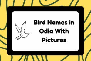 Bird Names in Odia