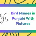 Bird Names in Punjabi