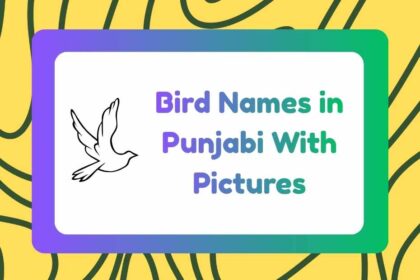 Bird Names in Punjabi
