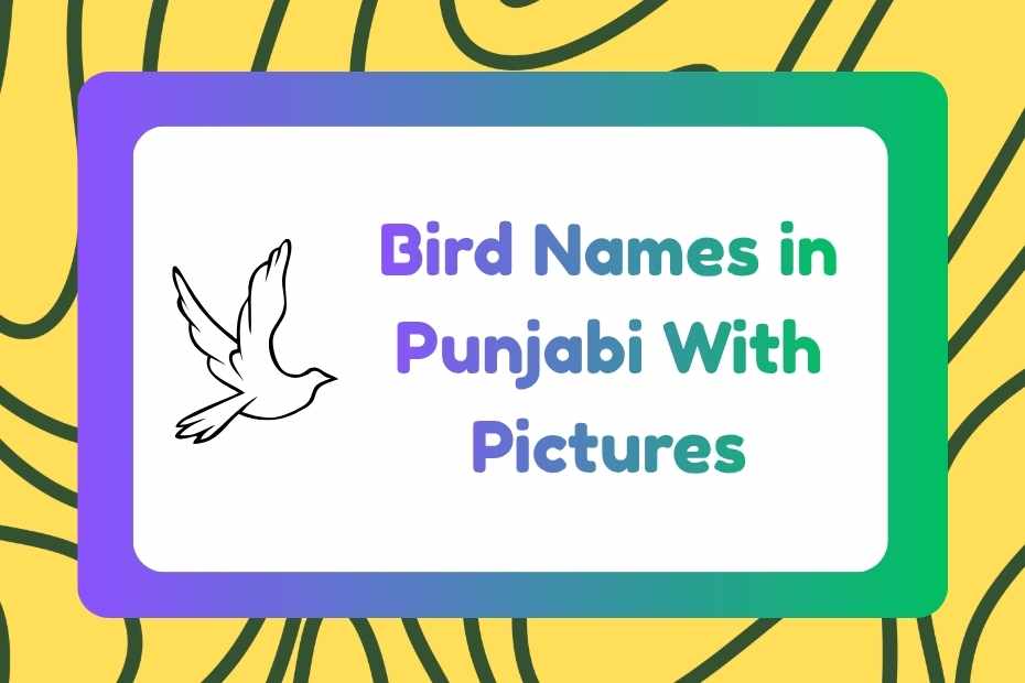 Bird Names in Punjabi
