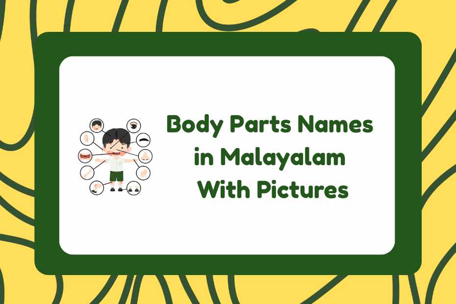 Body Parts Names in Malayalam