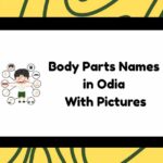 Body Parts Names in Odia