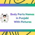 Body Parts Names in Punjabi