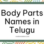 Body Parts Names in Telugu