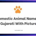 Domestic Animal Names in Gujarati With Pictures