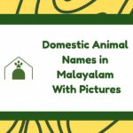 Domestic Animal Names in Malayalam