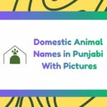 Domestic Animal Names in Punjabi