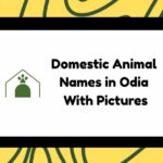 Domestic Animal Names in Odia