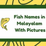 Fish Names in Malayalam