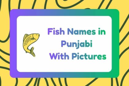 Fish Names in Punjabi