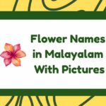 Flower Names in Malayalam
