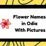 Flower Names in Odia