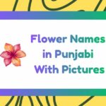 Flower Names in Punjabi