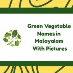 Green Vegetable Names in Malayalam