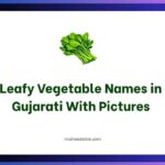 Leafy Vegetable Names in Gujarati With Pictures
