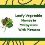 Leafy Vegetable Names in Malayalam