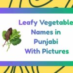 Leafy Vegetable Names in Punjabi