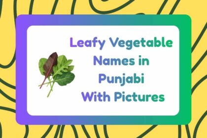 Leafy Vegetable Names in Punjabi