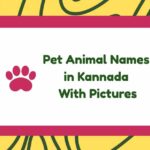 Pet Animal Names in Kannada