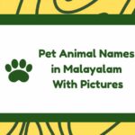 Pet Animal Names in Malayalam