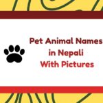 Pet Animal Names in Nepali