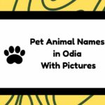 Pet Animal Names in Odia