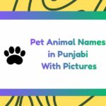 Pet Animal Names in Punjabi