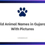 Wild Animal Names in Gujarati