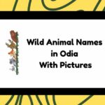 Wild Animal Names in Odia