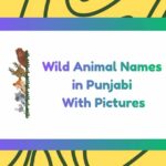 Wild Animal Names in Punjabi