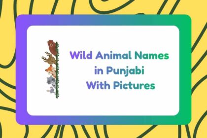 Wild Animal Names in Punjabi
