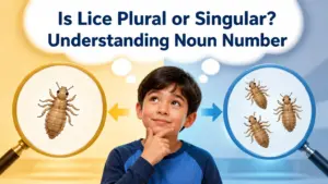 is lice plural or singular