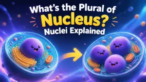 whats the plural of nucleus 2