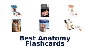 Best Anatomy Flashcards